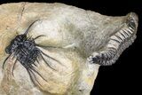 Spiny Dicranurus Trilobite With Crotalocephalina #154305-1